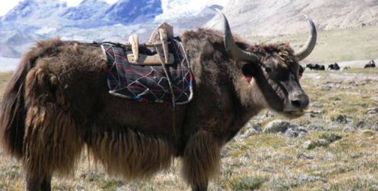 Illustration de l'article