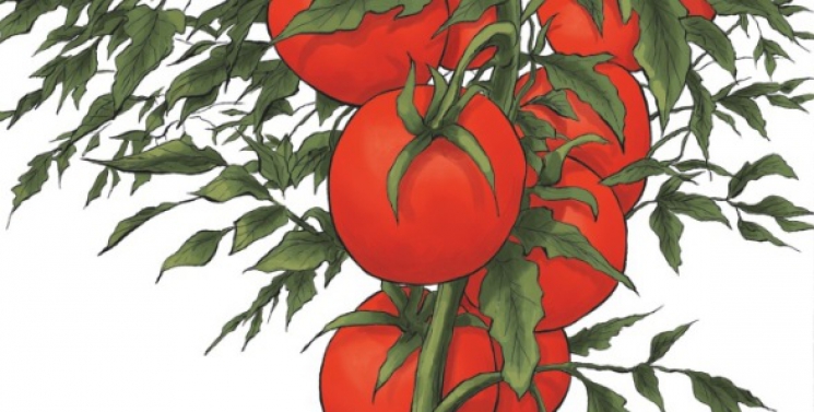 Illustration de l'article