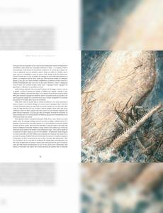 Aperçu 3 de l'album Moby Dick - Ou le cachalot