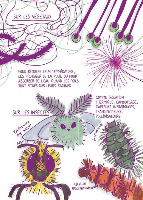 Aperçu de l'album Beautées