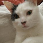 Profil de Hulaa
