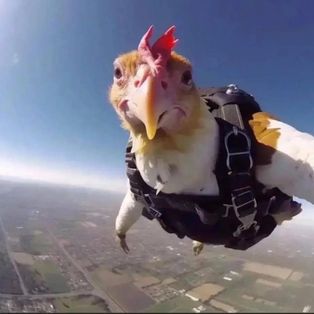 Profil de Roger le poulet