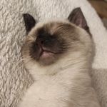 Profil de Jean-Sol Partre